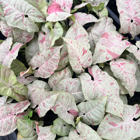 Syngonium Milk Confetti