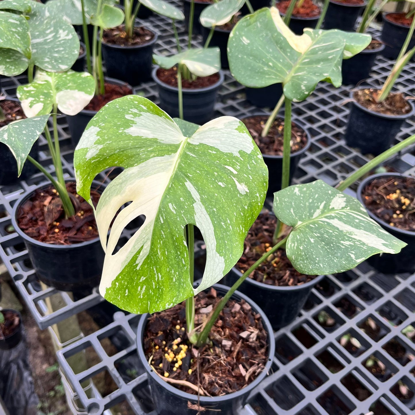 Monstera Thai Constellation - Medium Size