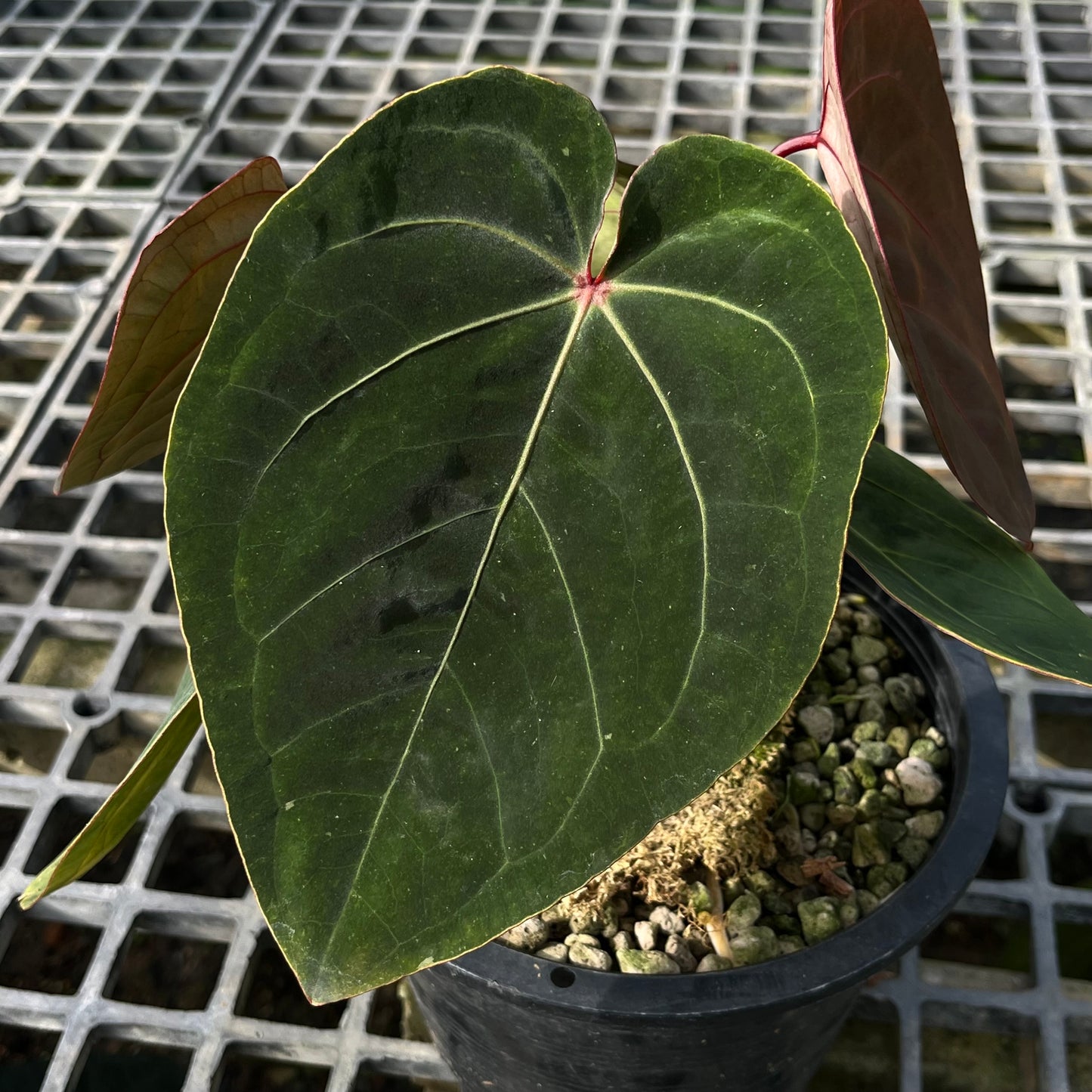Anthurium Hoffmanii Red Sinus ‘Blood Moon’ - Exact Plant - Australian Hybrid
