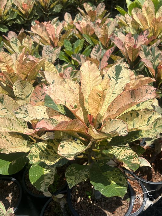 Plumeria Rubra Pink Maya Variegated - Triple Heads - Large Size - Grafted Plant