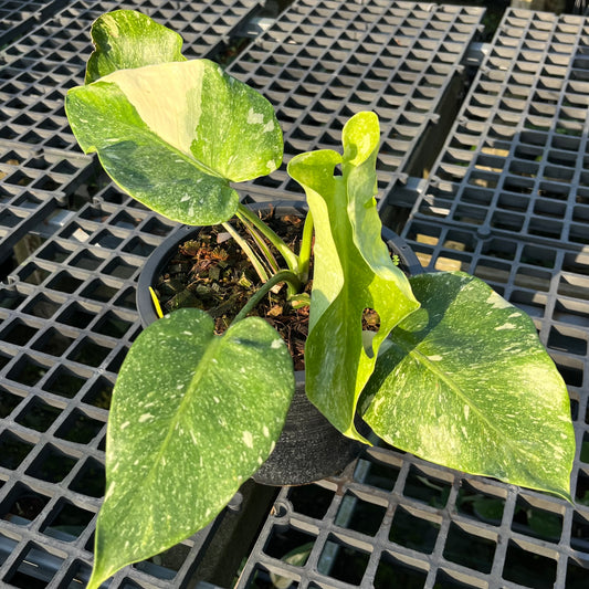 Monstera Deliciosa Platinum - Exact Plant (M038)