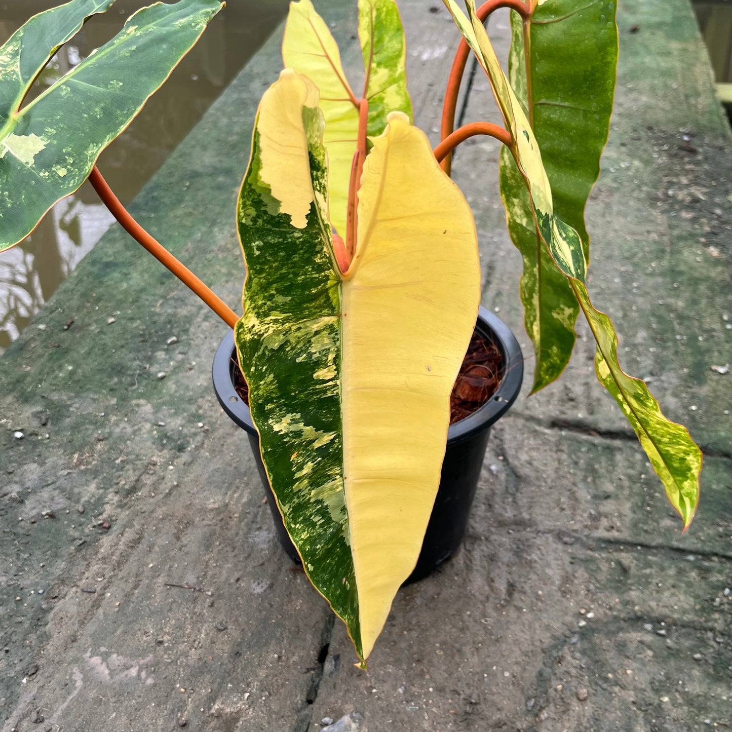 Philodendron Billietiae Variegated - Exact Plant - 5 Beautiful Variegated Leaves