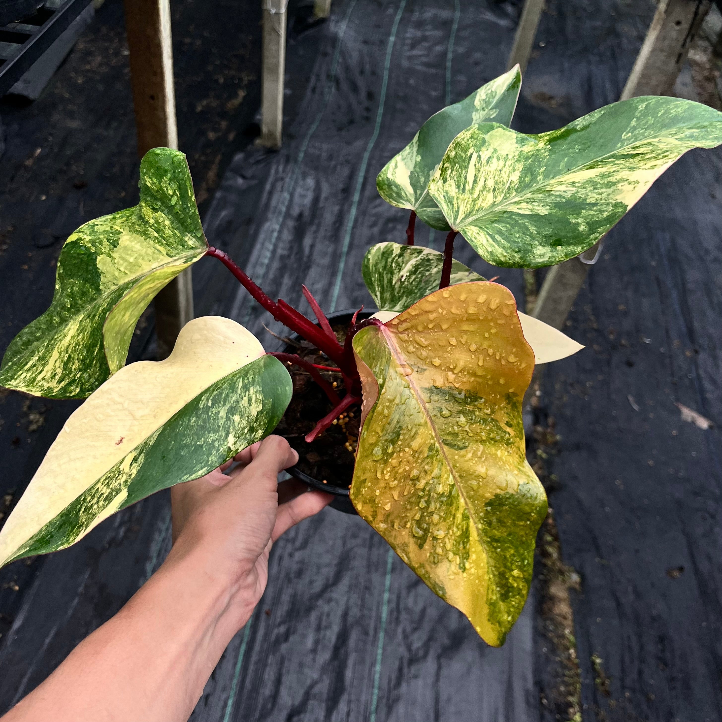 strawberry shake philodendron Philodendron Strawberry Shake Variegated