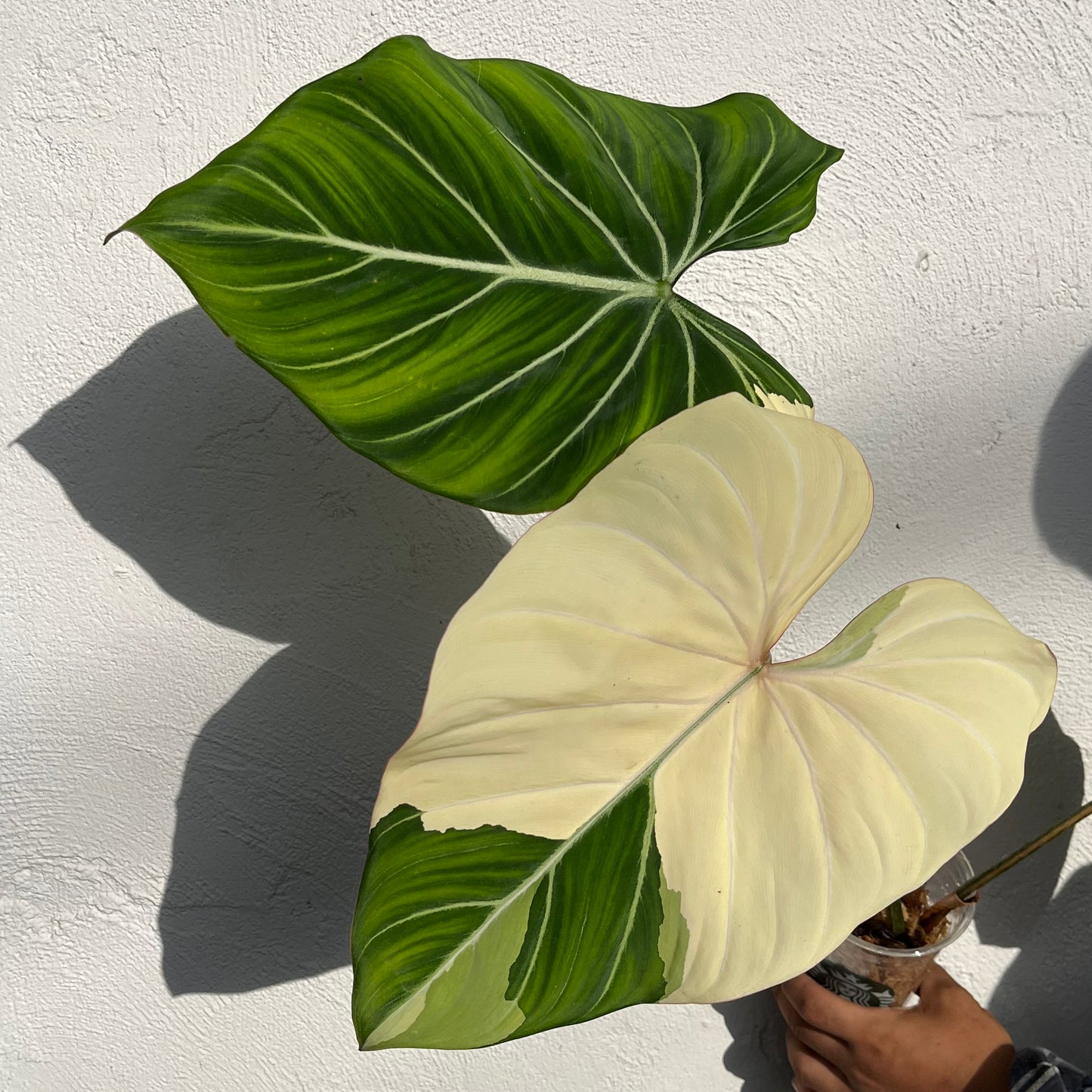 Philodendron Gloriosum Variegated Type1 - Exact Plant - Collector Grade