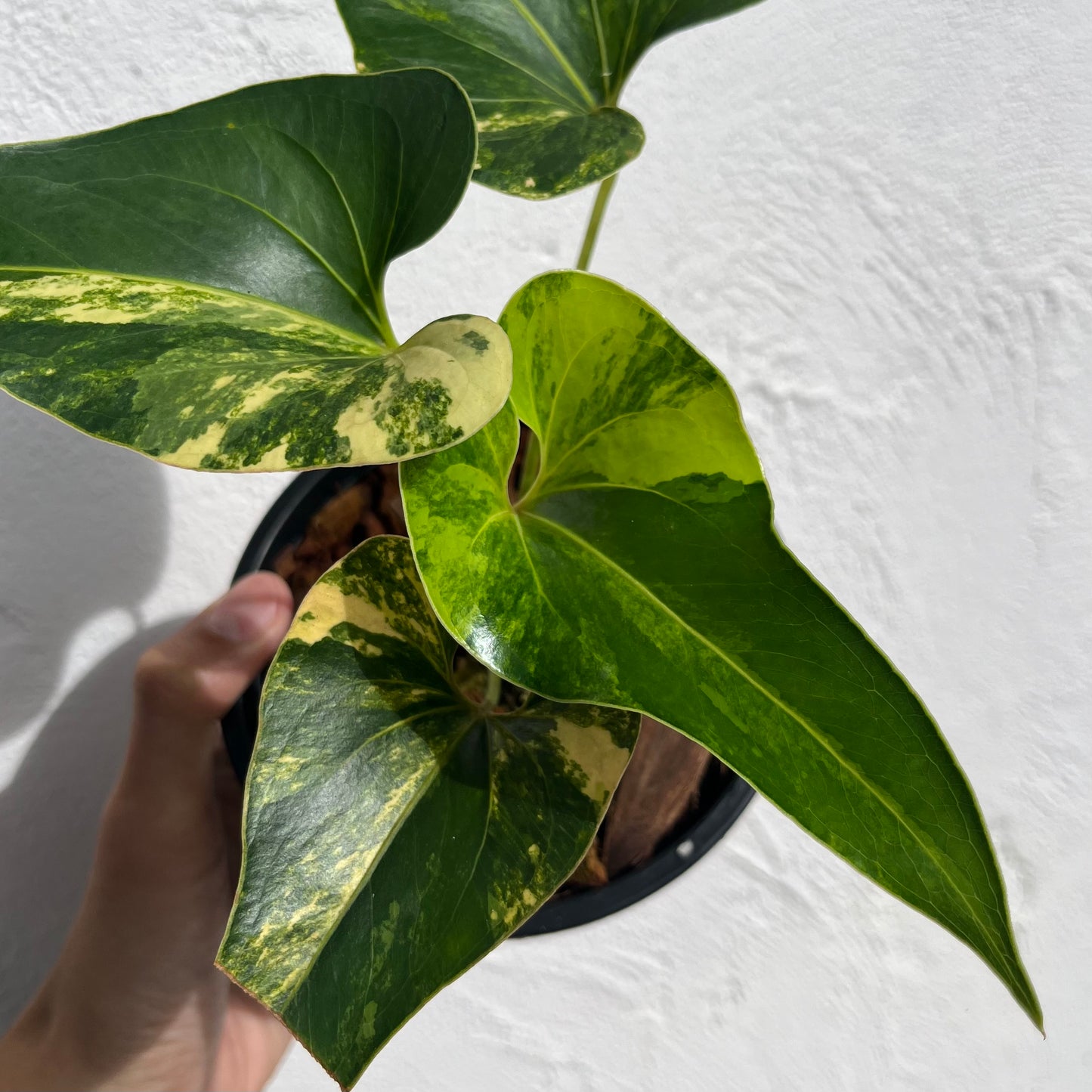 Anthurium Brownii Variegated - Exact Plant