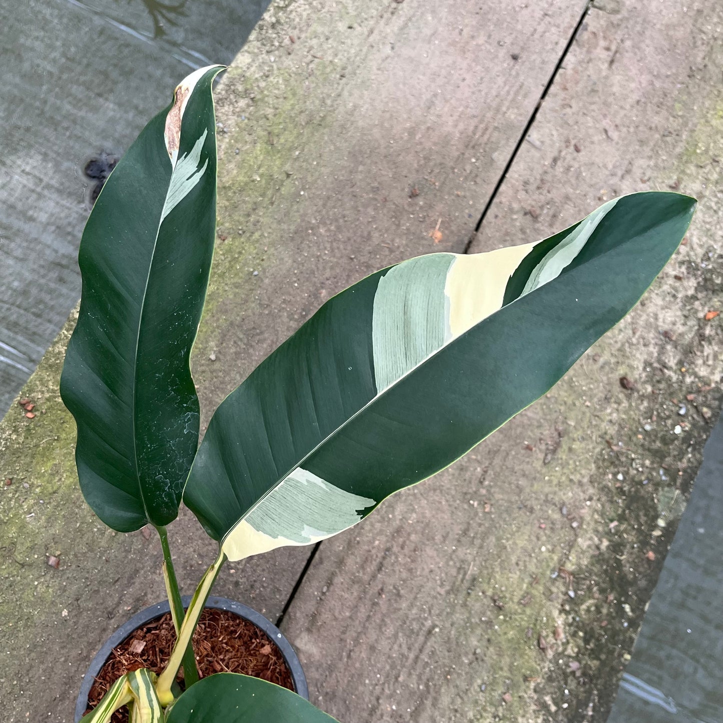 Epipremnum Giganteum White Pearl with bold sectoral white variegation on large green leaves