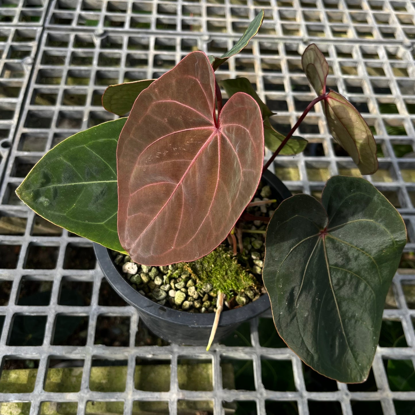 Anthurium Hoffmanii Red Sinus ‘Blood Moon’ - Exact Plant - Australian Hybrid