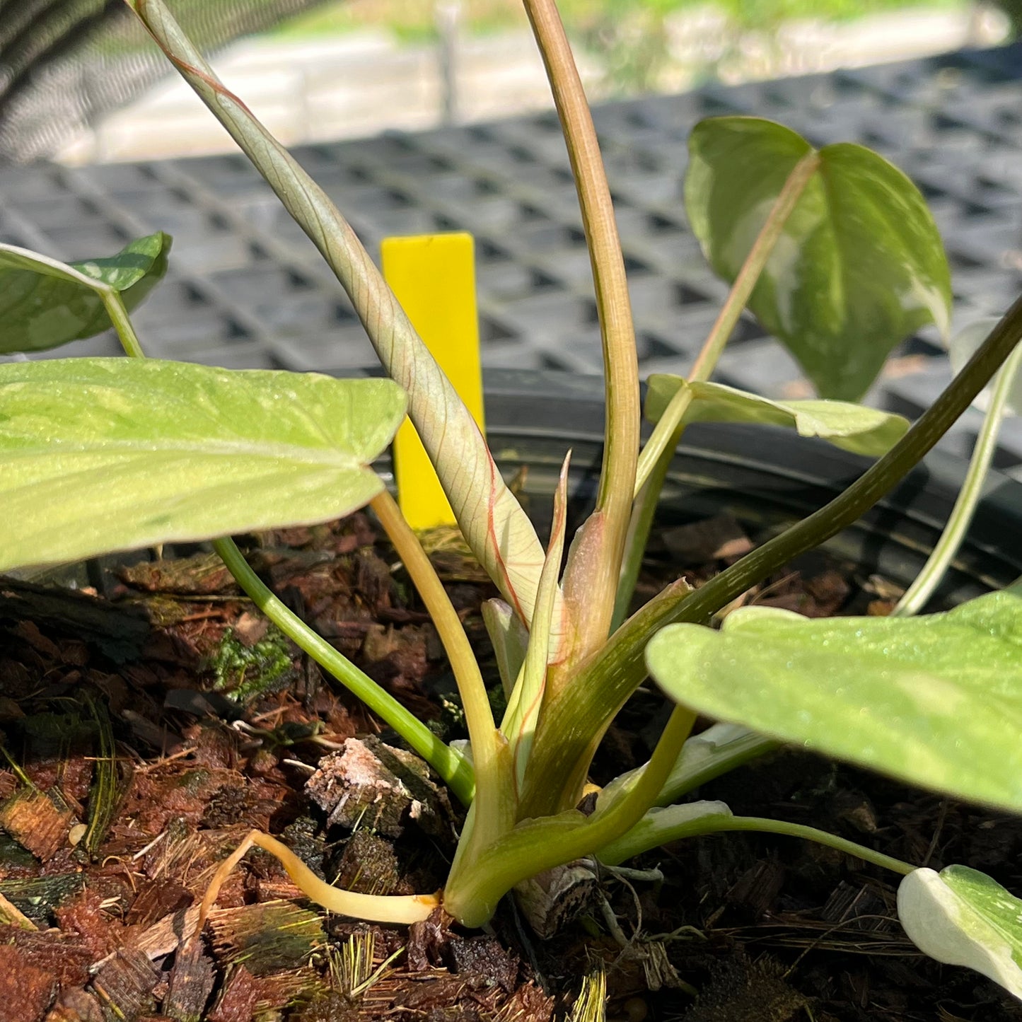 Philodendron Gloriosum Variegated Tricolor - 2 Plants - Exact Plant (P044)