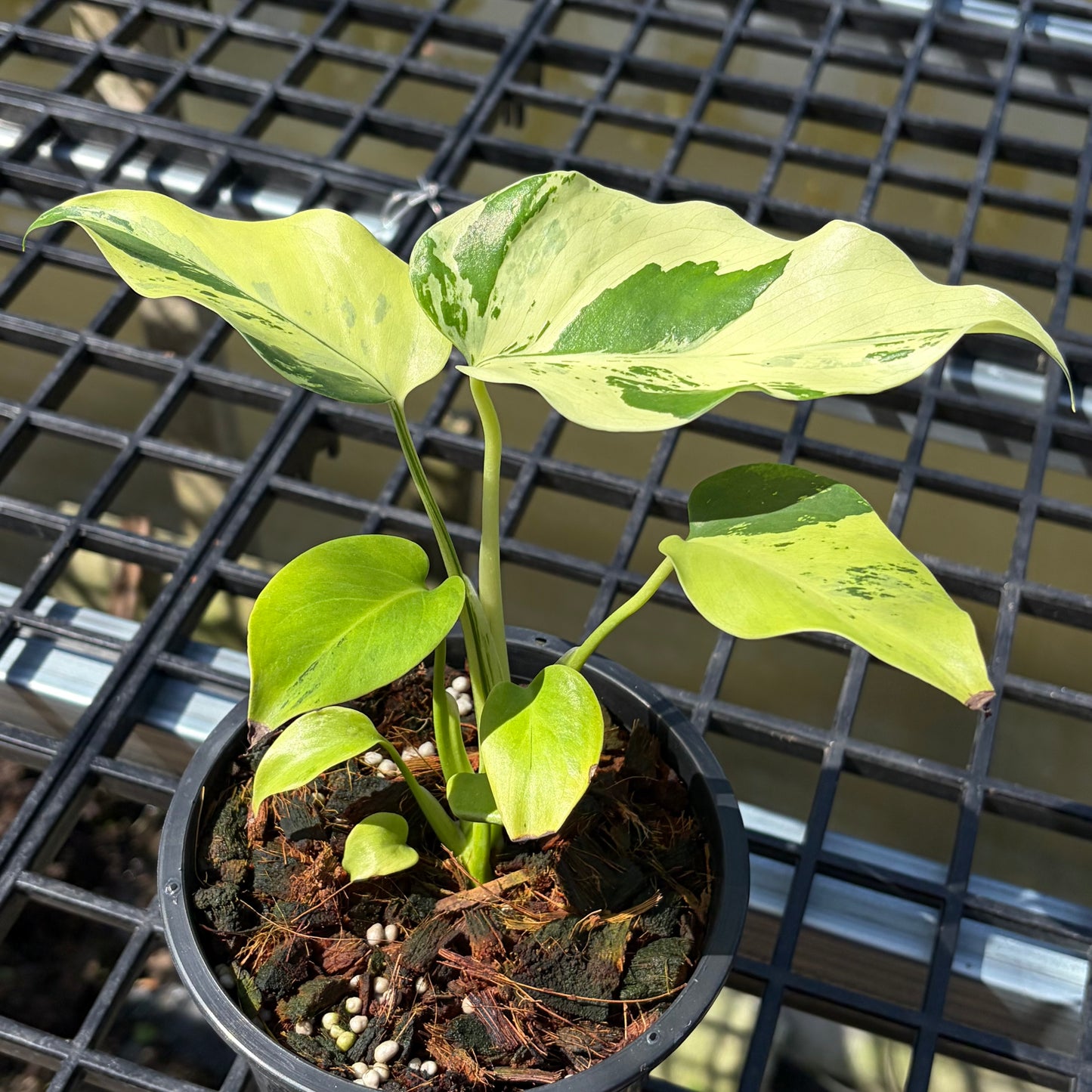 Monstera Light Lime - Exact Plant (M046)