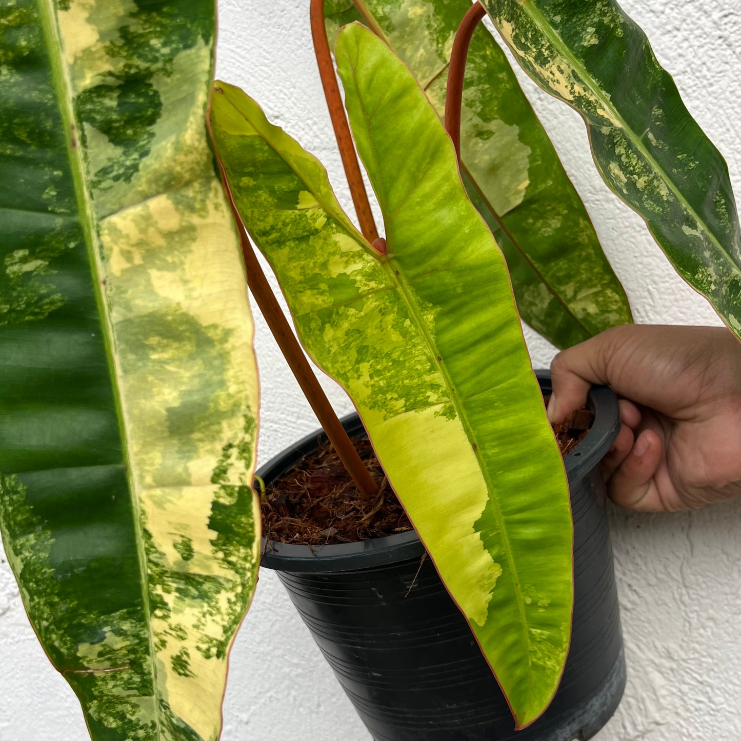 Philodendron Billietiae Variegated - Exact Plant - 4 Variegated Leaves