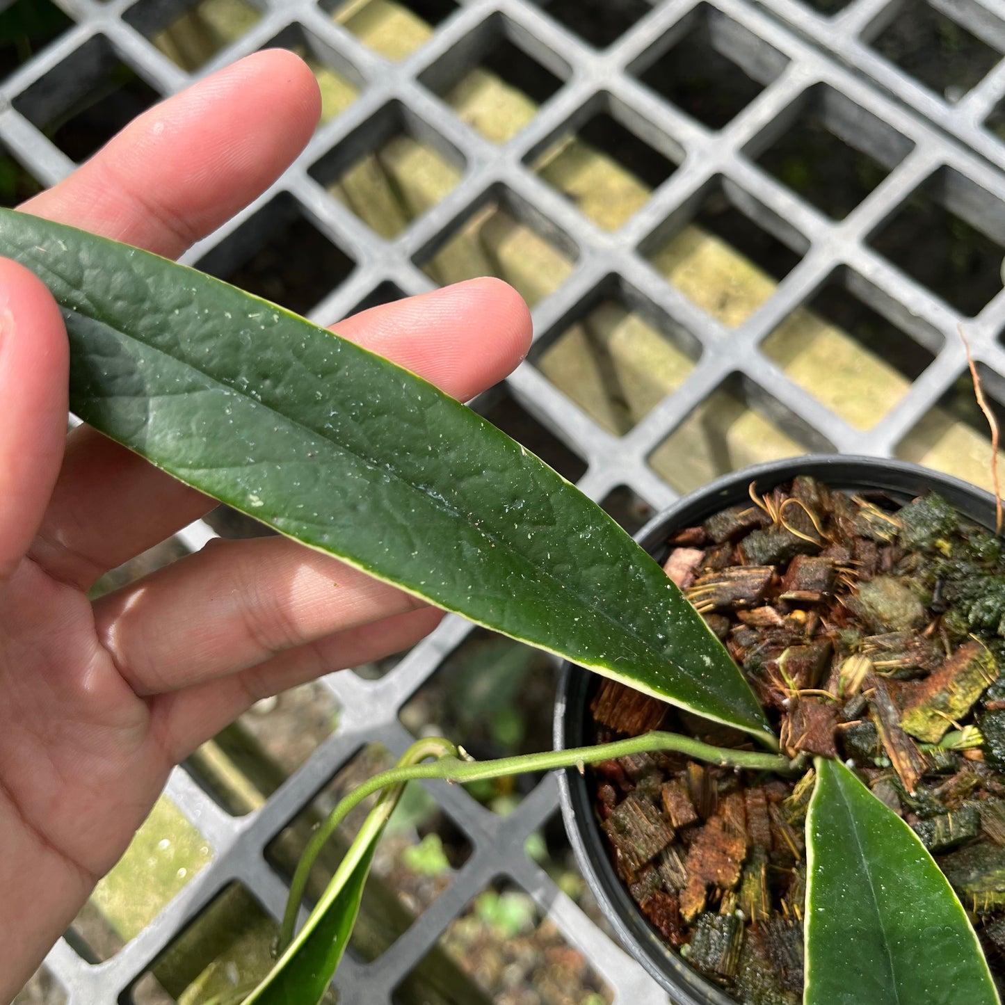Hoya Sulawesiana Outer Variegated- Exact Plant