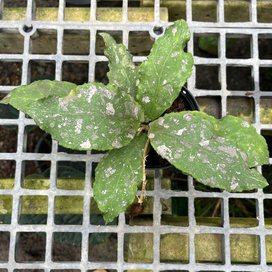Hoya Undulata