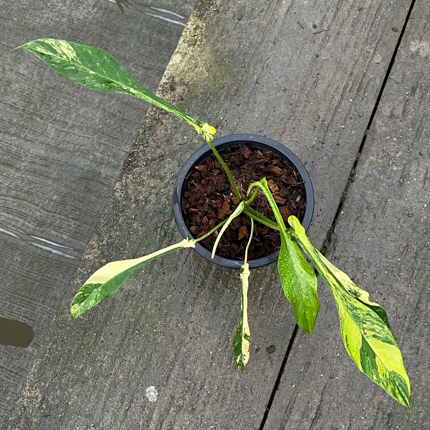 Philodendron Joepii Variegated Aurea - Exact Plant