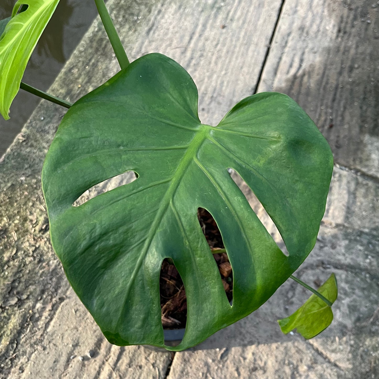 Monstera Deliciosa Compacta Seed Grown - Exact Plant - GP Selected Form