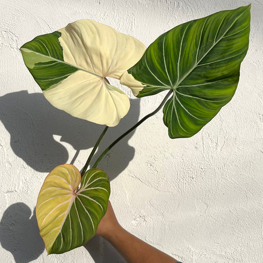 Philodendron Gloriosum Variegated Type1 - Exact Plant - Collector Grade