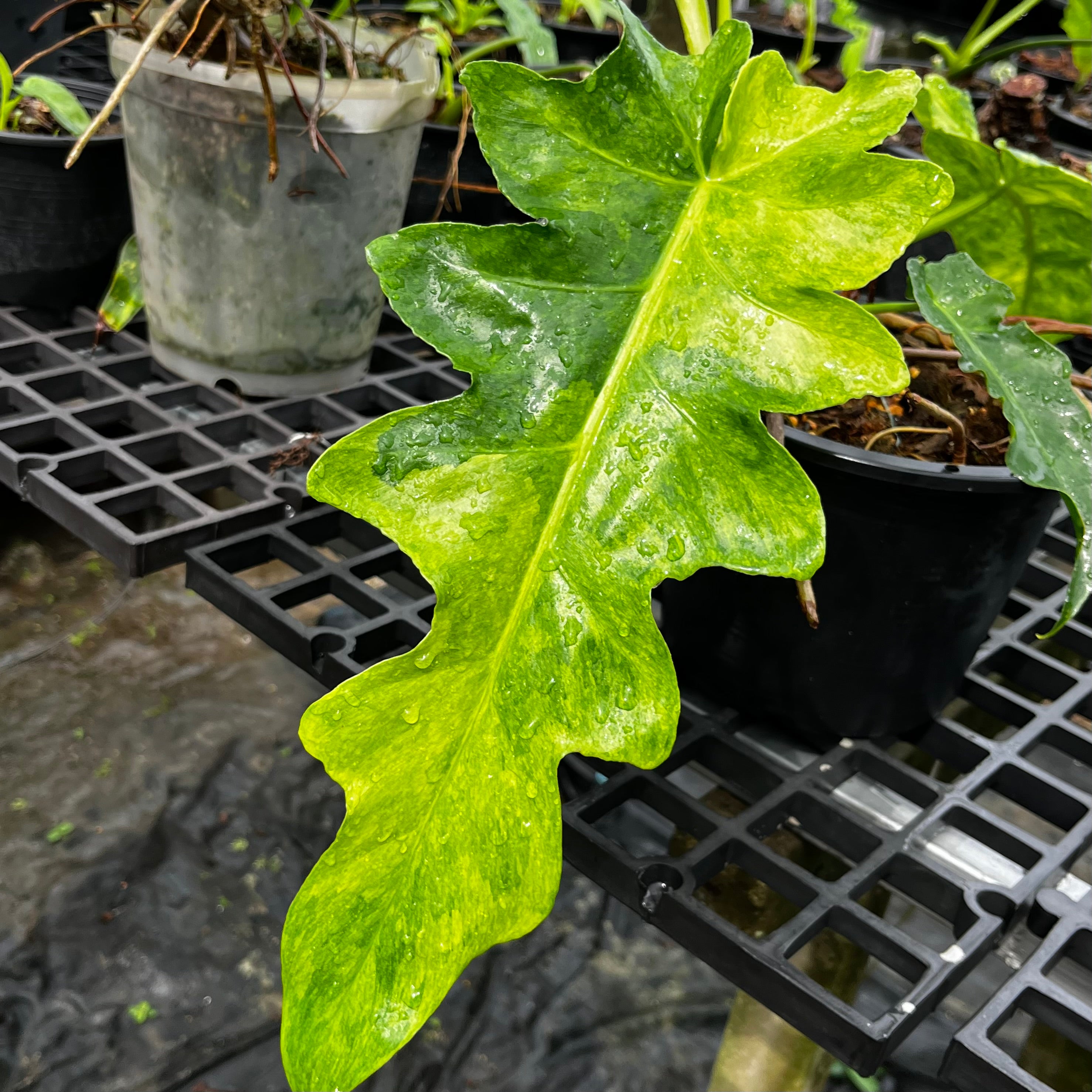 philodendron bob Philodendron Bob Cee Variegated