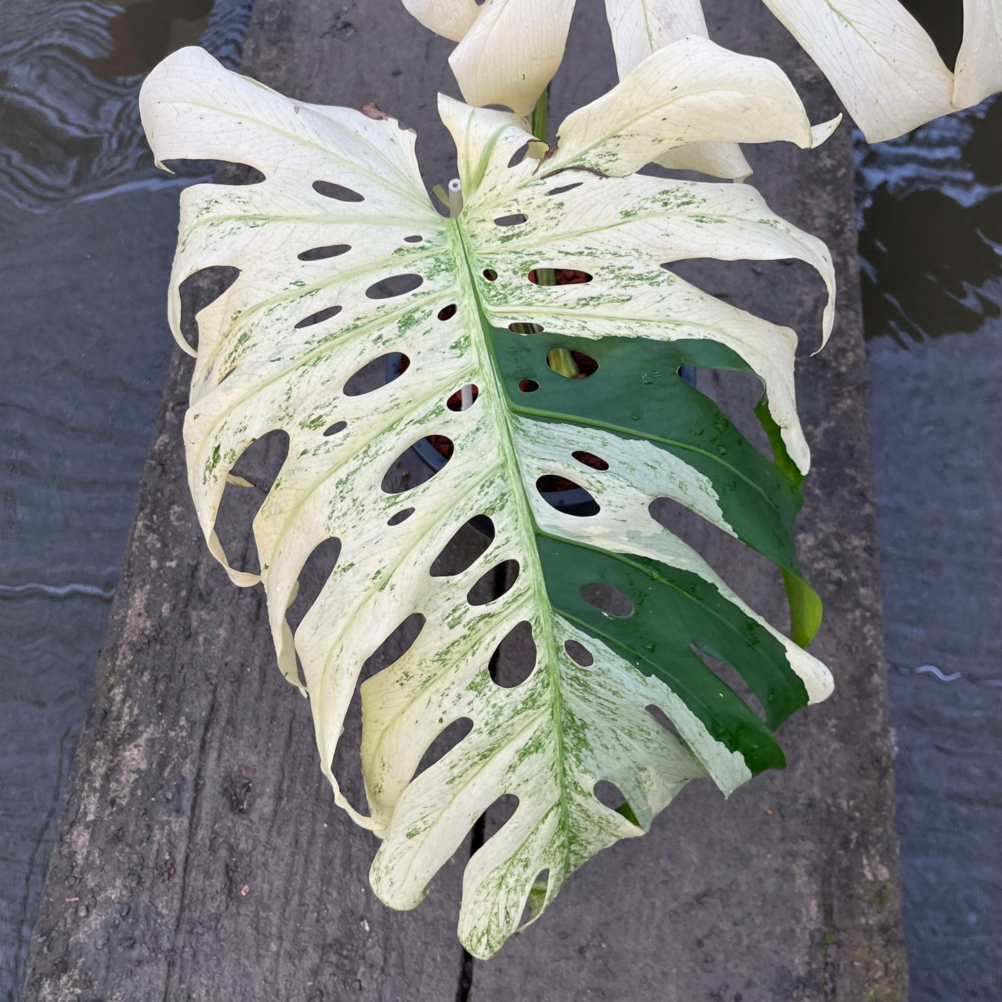 Monstera Deliciosa White Tear - Large Form Mint - Large Size - Exact Plant (M045)