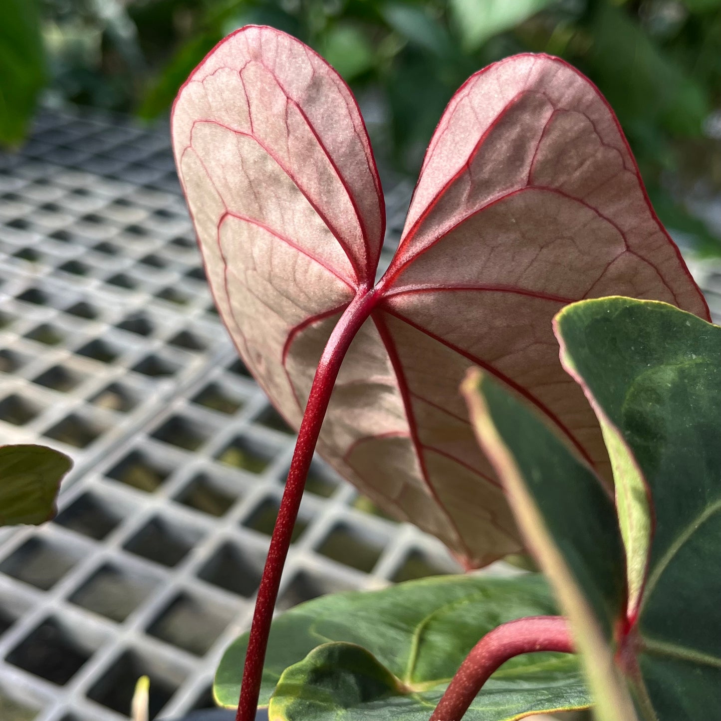 Anthurium Hoffmanii Red Sinus ‘Blood Moon’ - Exact Plant - Australian Hybrid