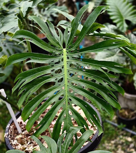 Monstera Deliciosa ‘Lion Fish’ - Exact Plant (M053)