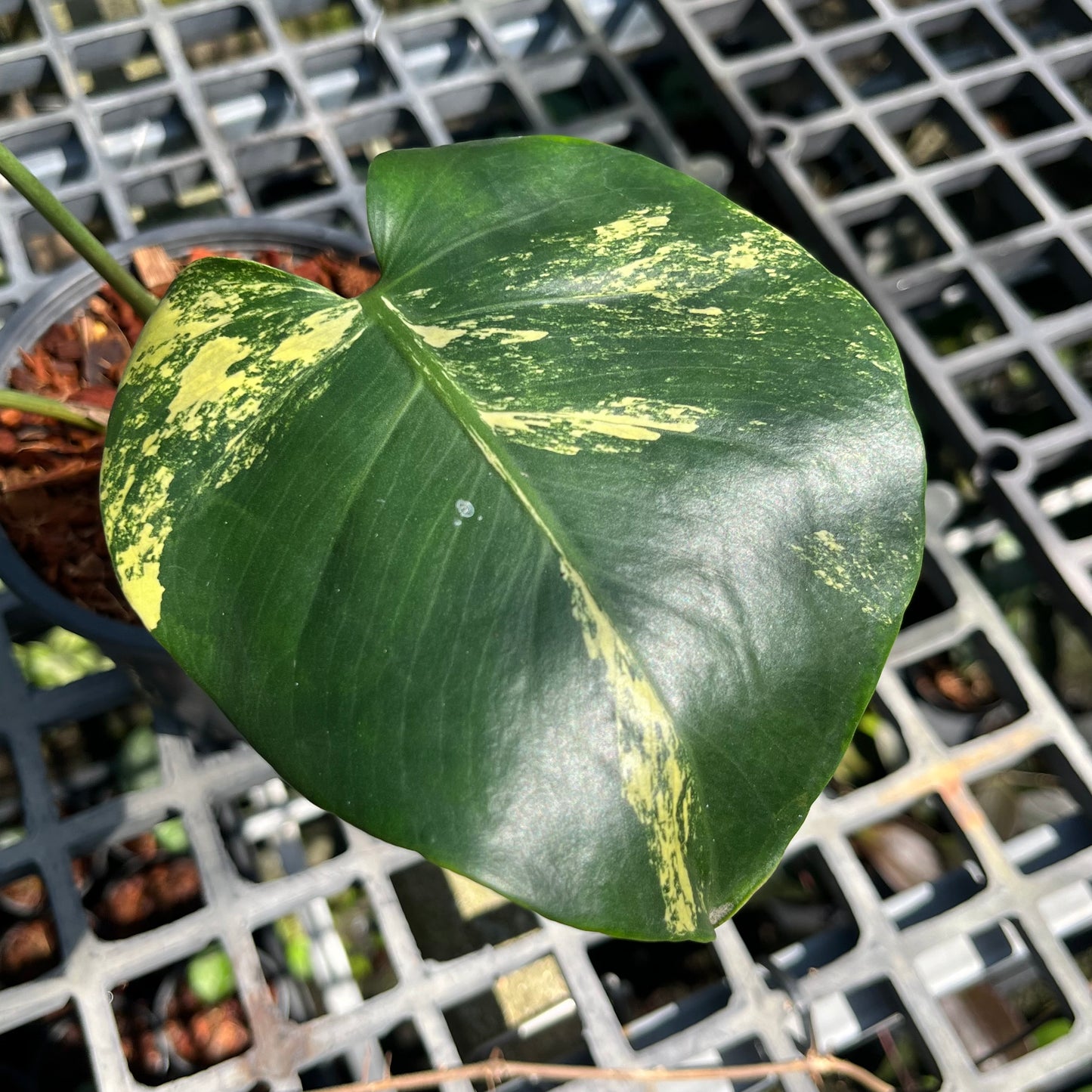 Monstera Deliciosa Sport Variegated - Seed Grown - Exact Plant (M031)