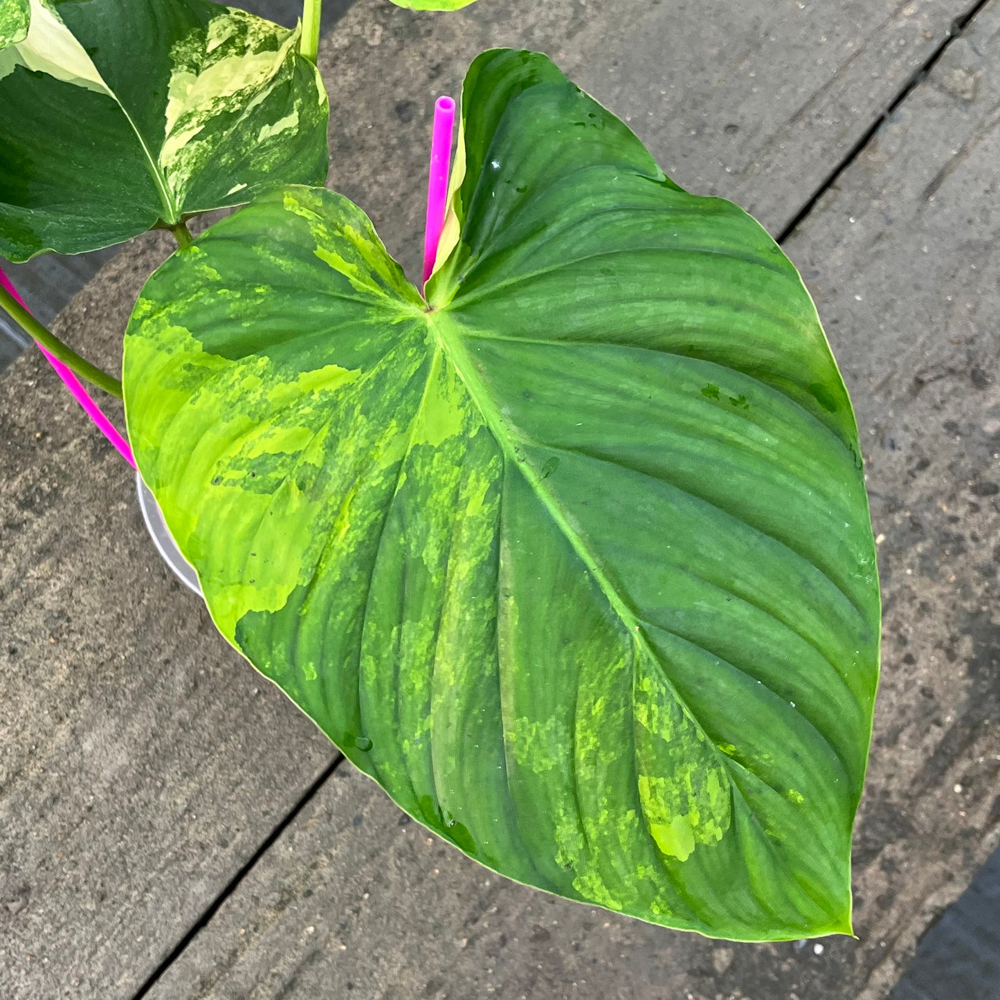 Philodendron Pastazanum Variegated - Exact Plant (P047)