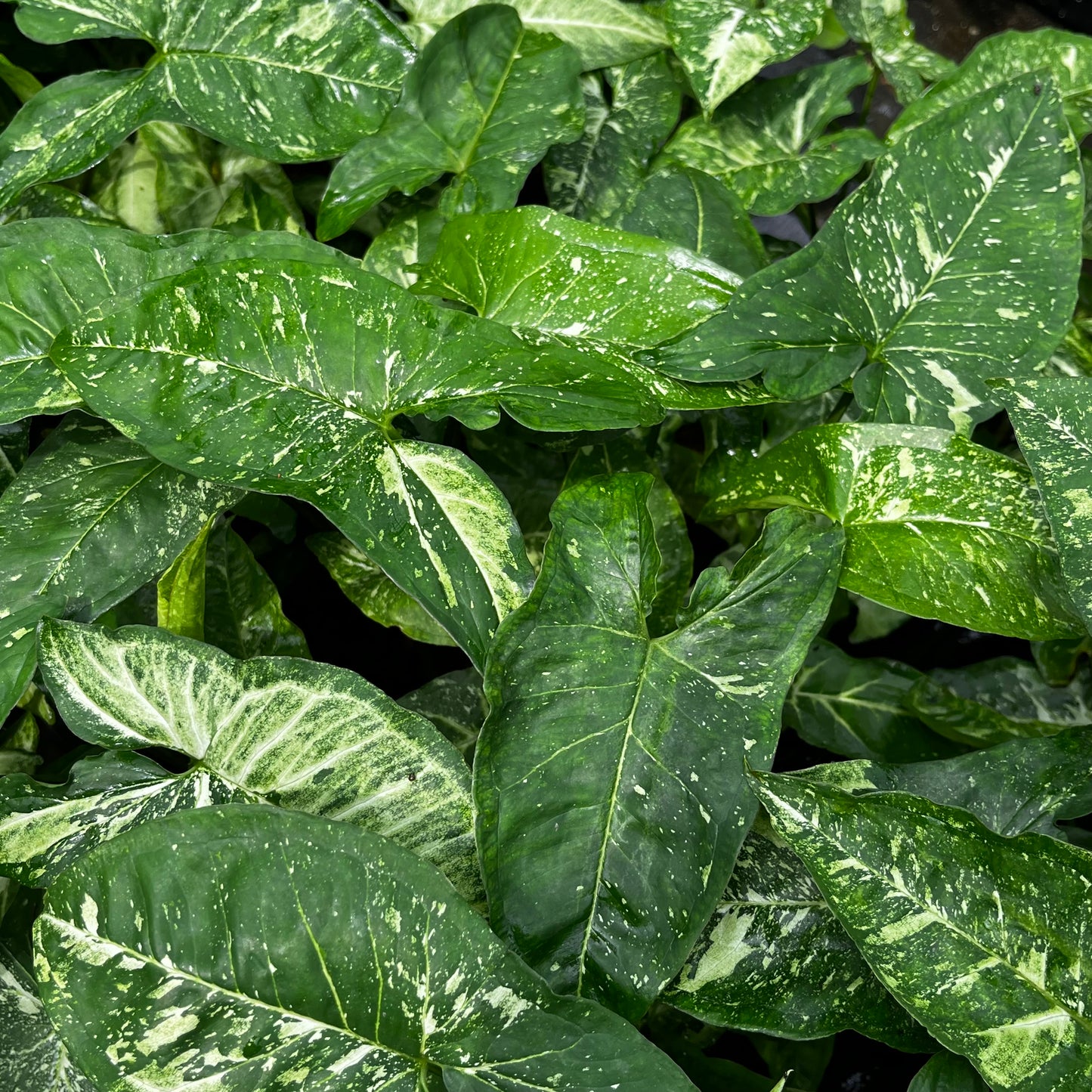 Syngonium Panda