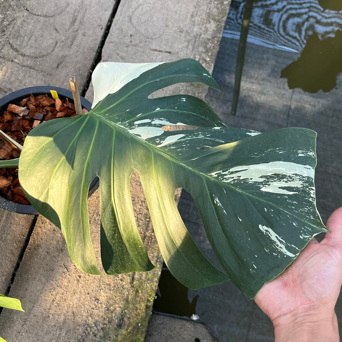 Monstera Borsigiana x Mint ‘Jungle’ - XXL Size - Exact Plant (M040)
