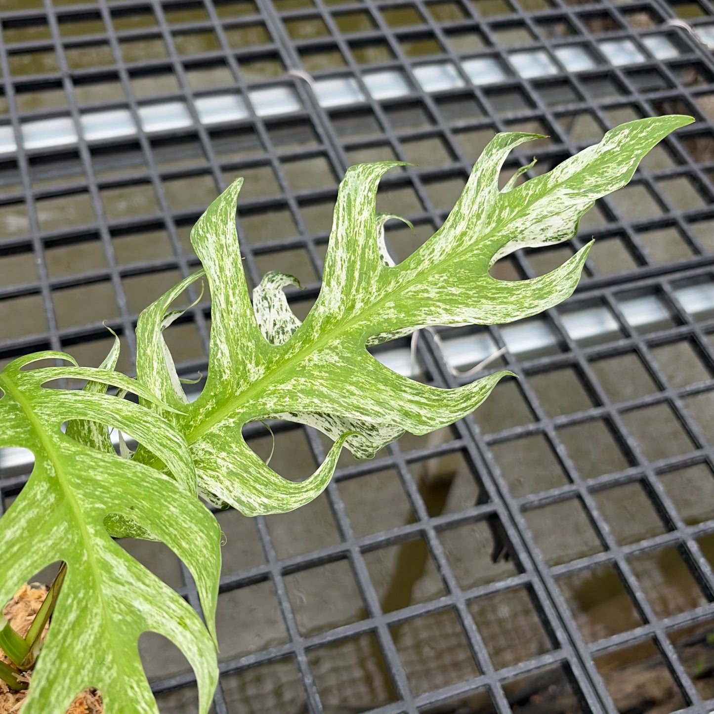 Epipremnum Devil Monster - Exact Plant (EP001)