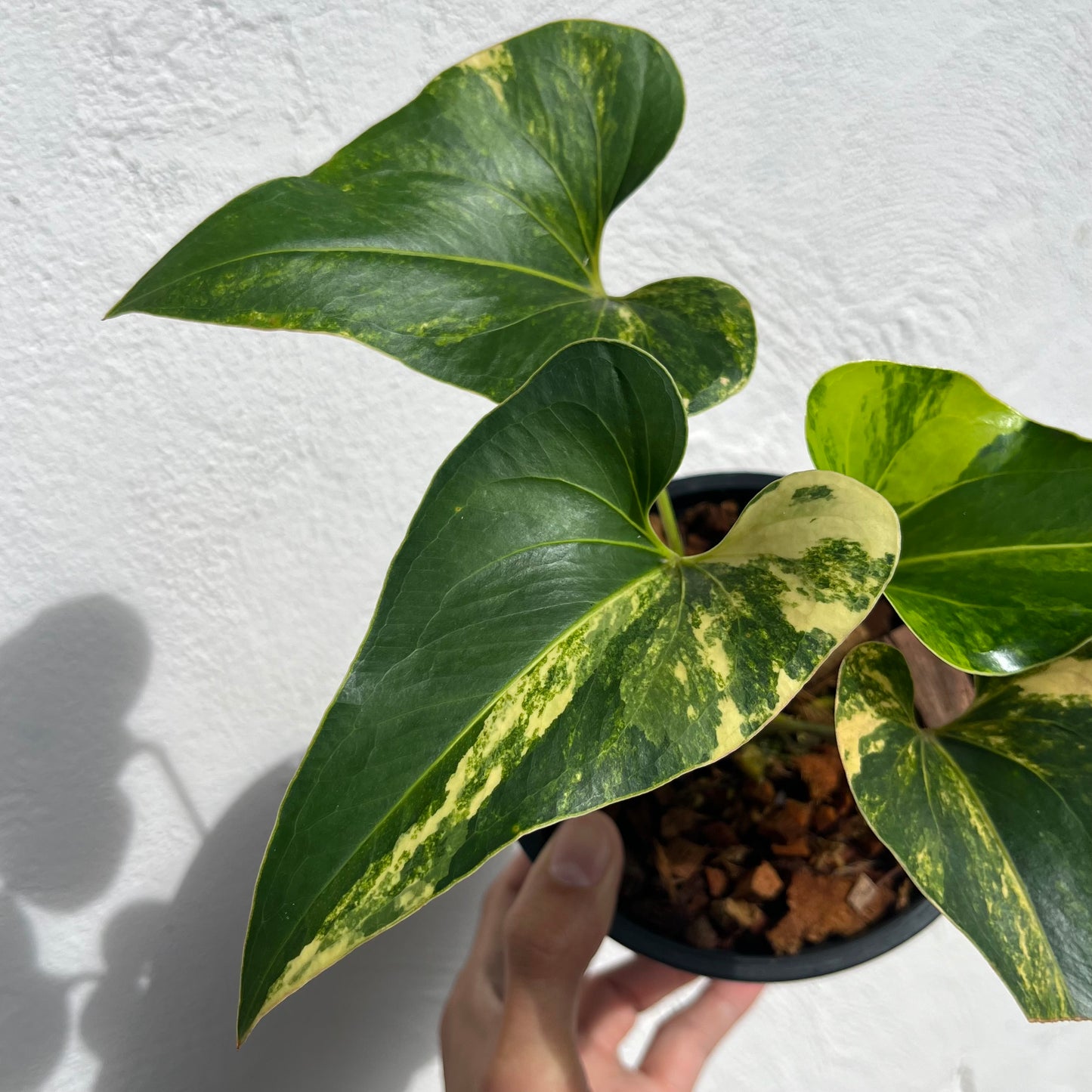 Anthurium Brownii Variegated - Exact Plant
