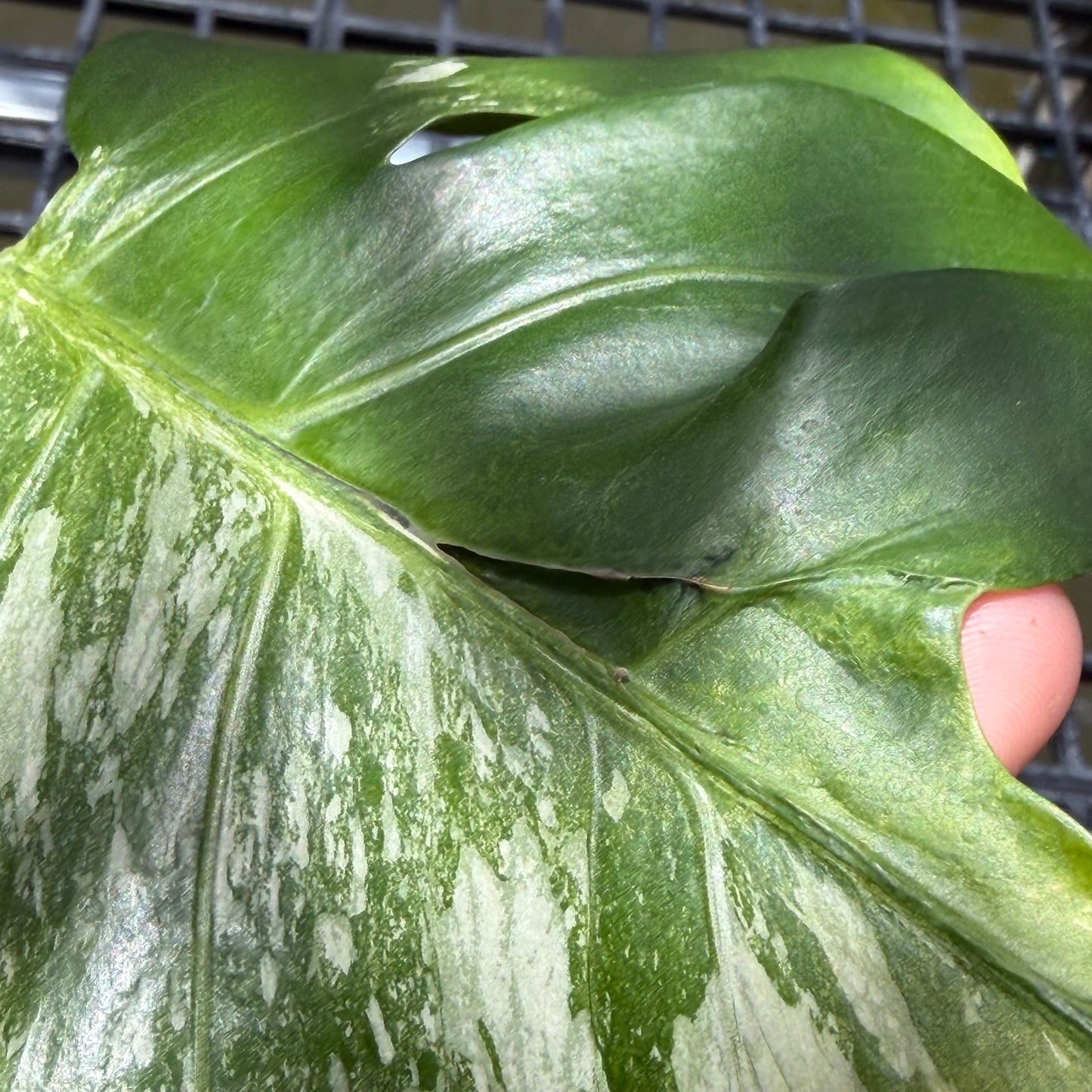 Monstera Casper - Exact Plant (M054)