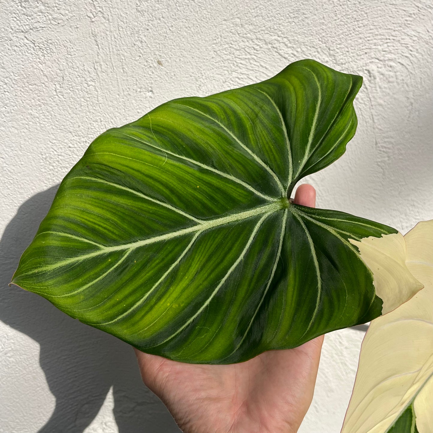 Philodendron Gloriosum Variegated Type1 - Exact Plant - Collector Grade
