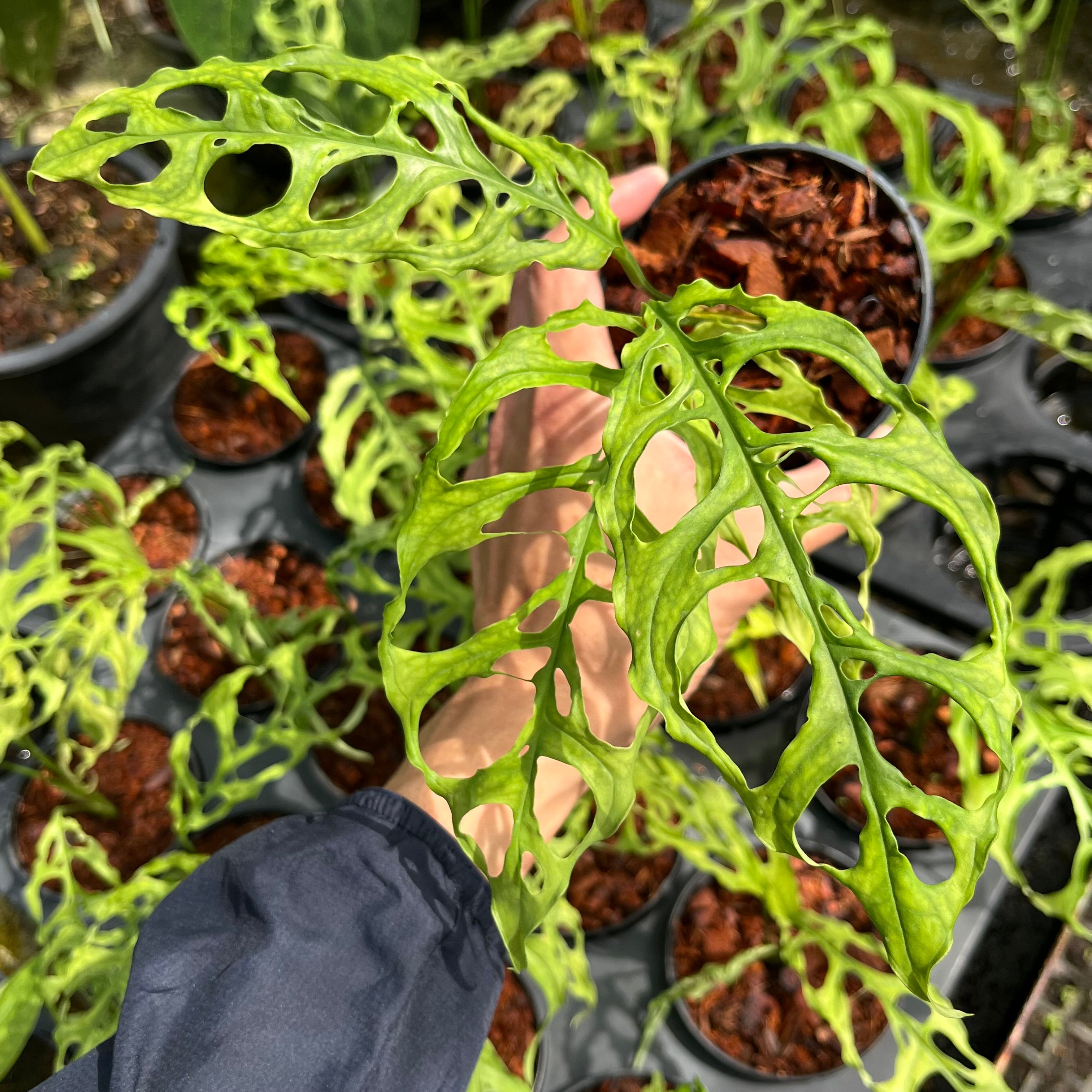 Monstera Obliqua Peru – Greenroom Planter