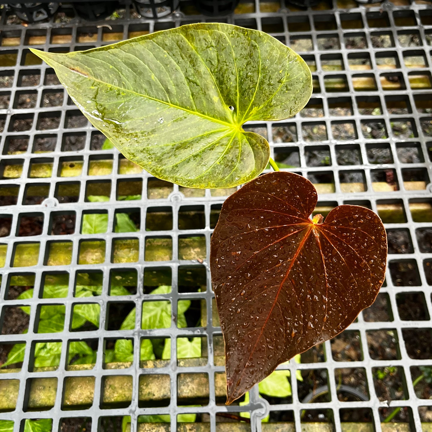 Anthurium Moodeanum