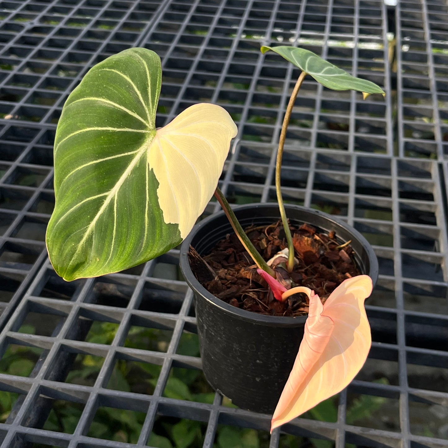 Philodendron Gloriosum Variegated Type1 - Exact Plant