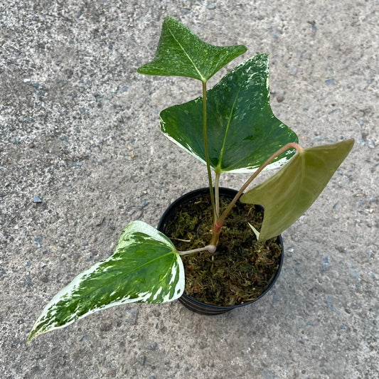 Anthurium Subsignatum Variegated - Exact Plant (A024)