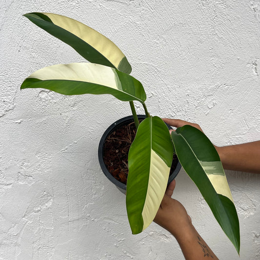 Epipremnum Giganteum White Pearl - Exact Plant