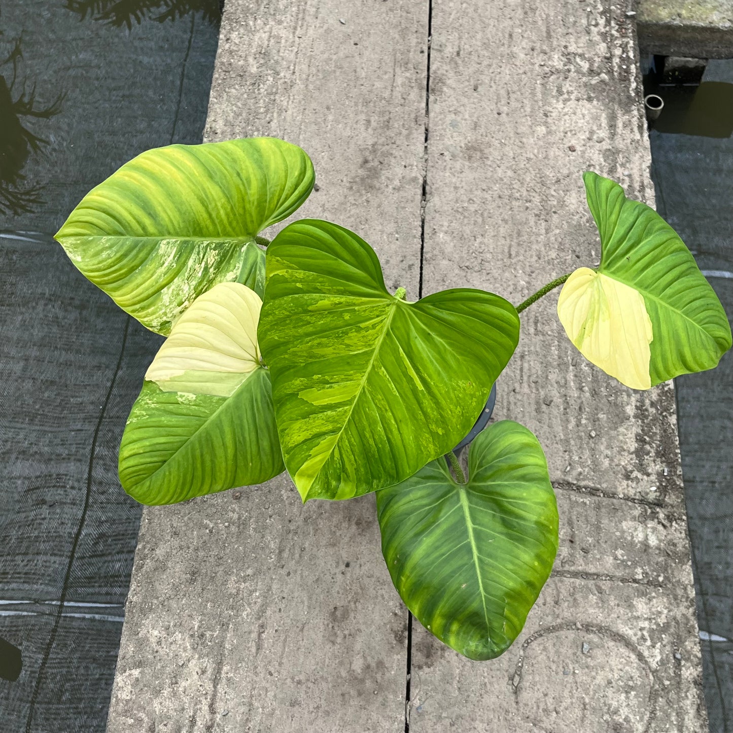 Philodendron Nangaritense Variegated - Fuzzy Petiole- Exact Plant (P032)