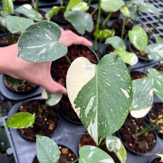 Monstera Thai Constellation - Small Size