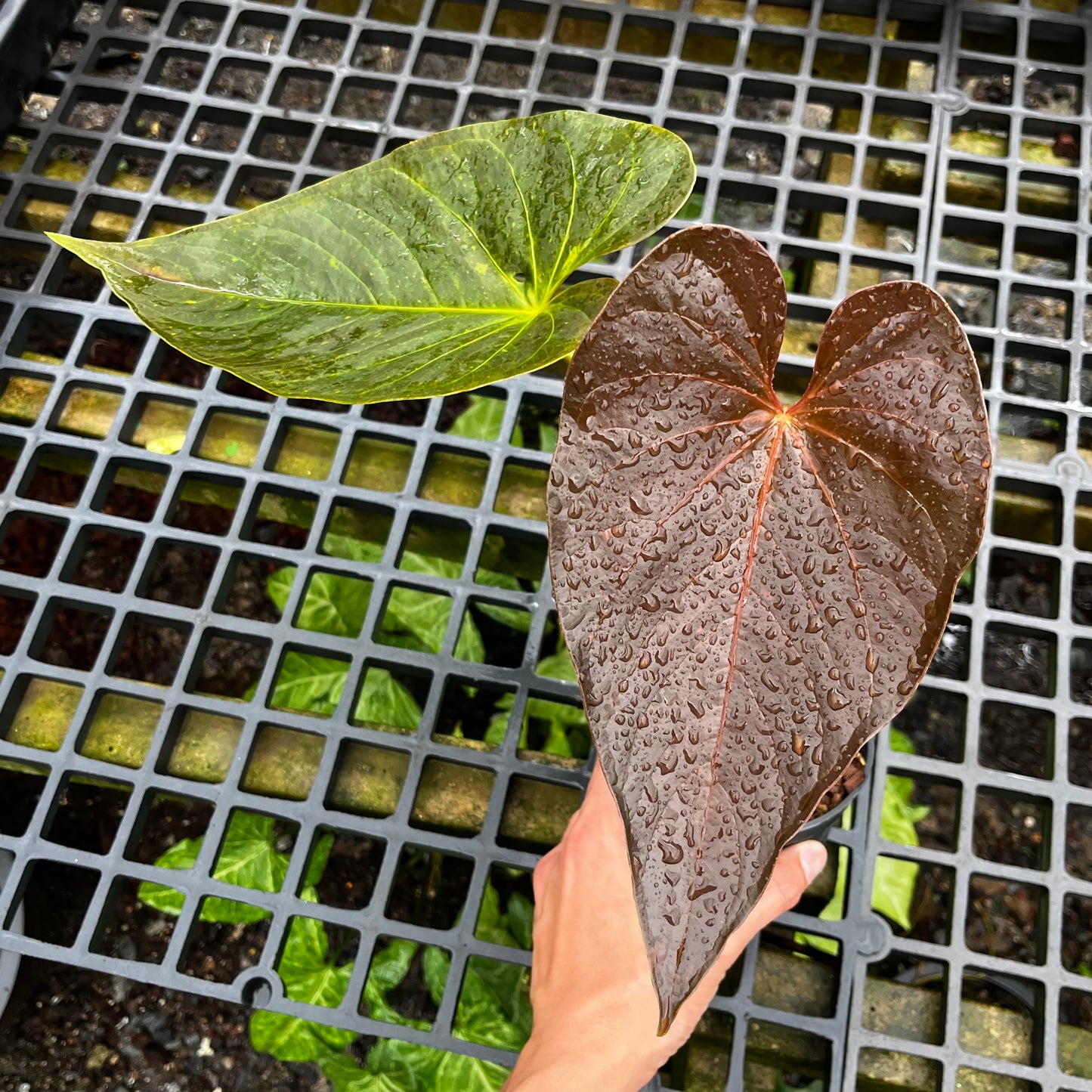 Anthurium Moodeanum