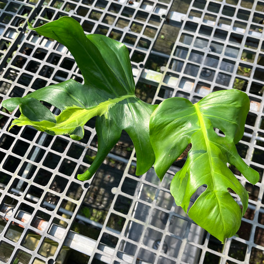 Monstera White Lava - Exact Plant (M049)