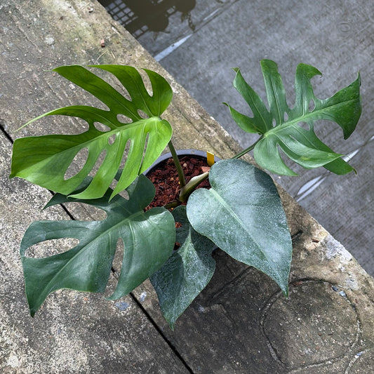Monstera Deliciosa ‘Form 6’ - Exact Plant (M057)