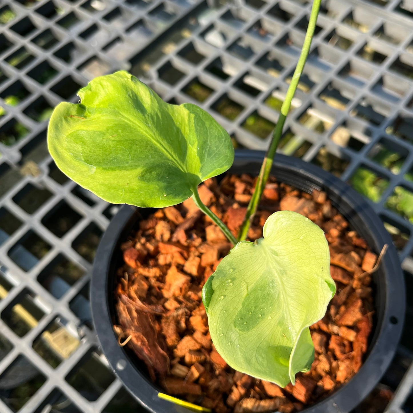 Monstera Famicito - Exact Plant (M043)