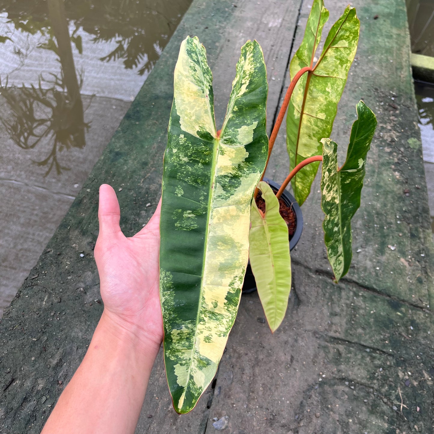 Philodendron Billietiae Variegated- Exact Plant - 4 Beautiful Variegated Leaves