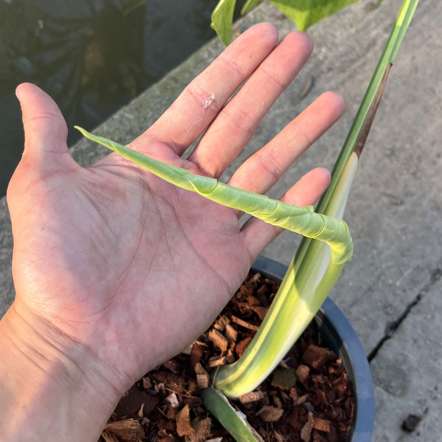 Monstera Borsigiana Mint ‘Jungle’ XL - Exact Plant (M039)