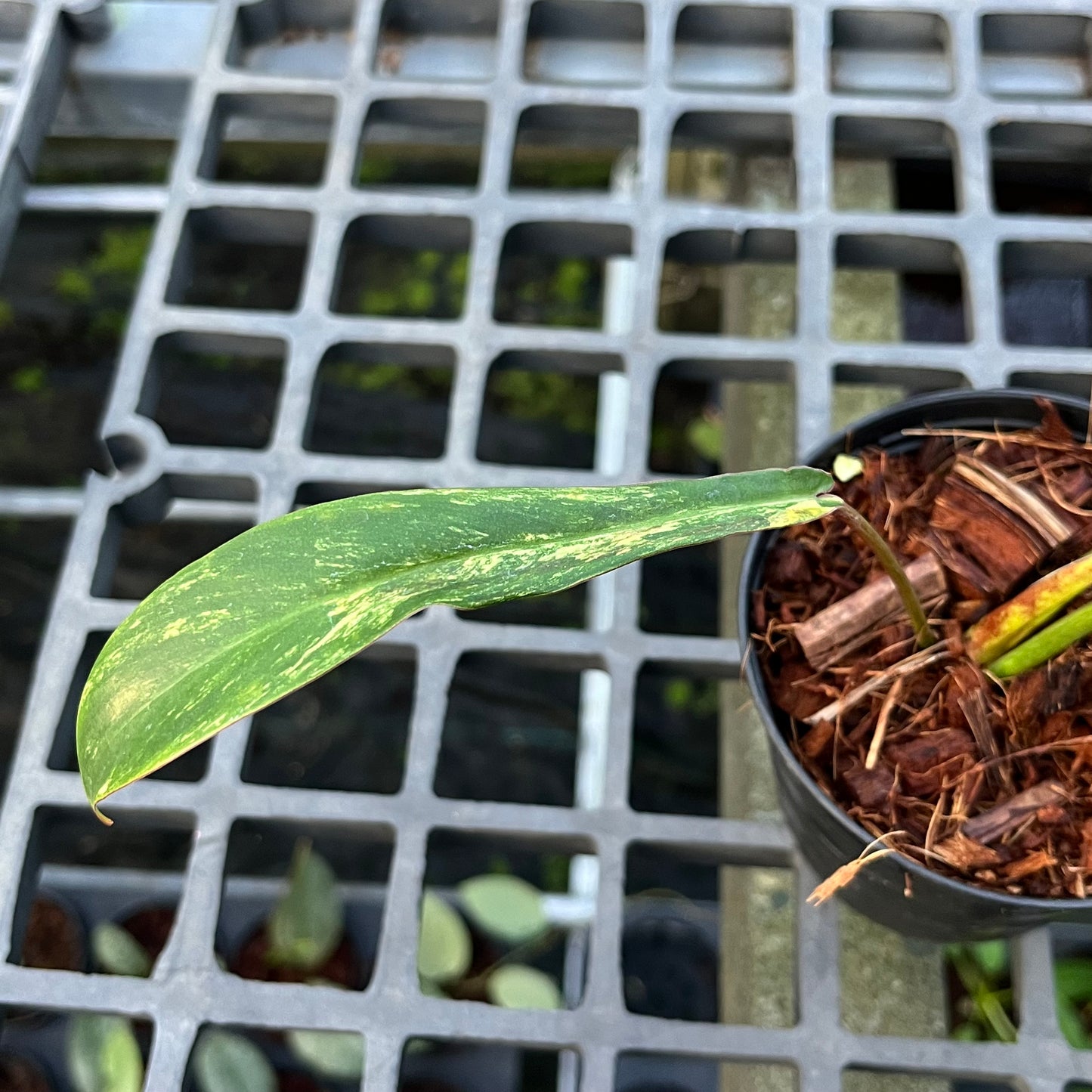 Philodendron Joepii Variegated Aurea - Exact Plant