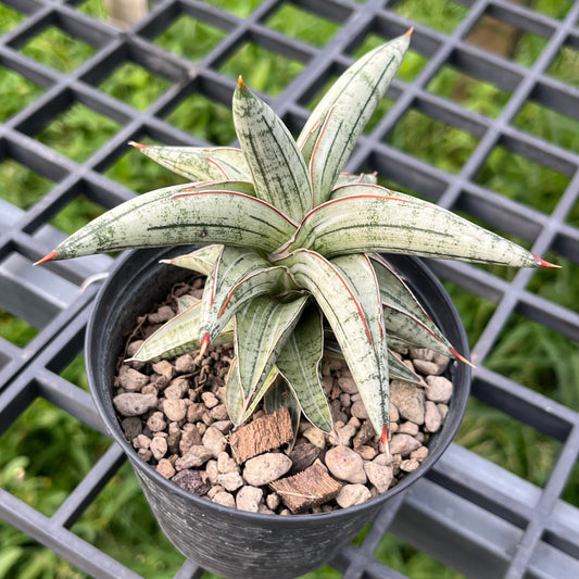 Side angle of Sansevieria Lavranos 1970 White Variegated highlighting upright growth and strong color contrast