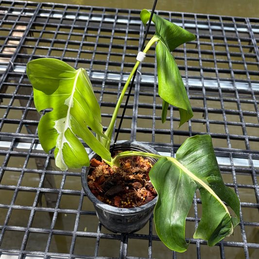Monstera White Lava - Exact Plant (M052)