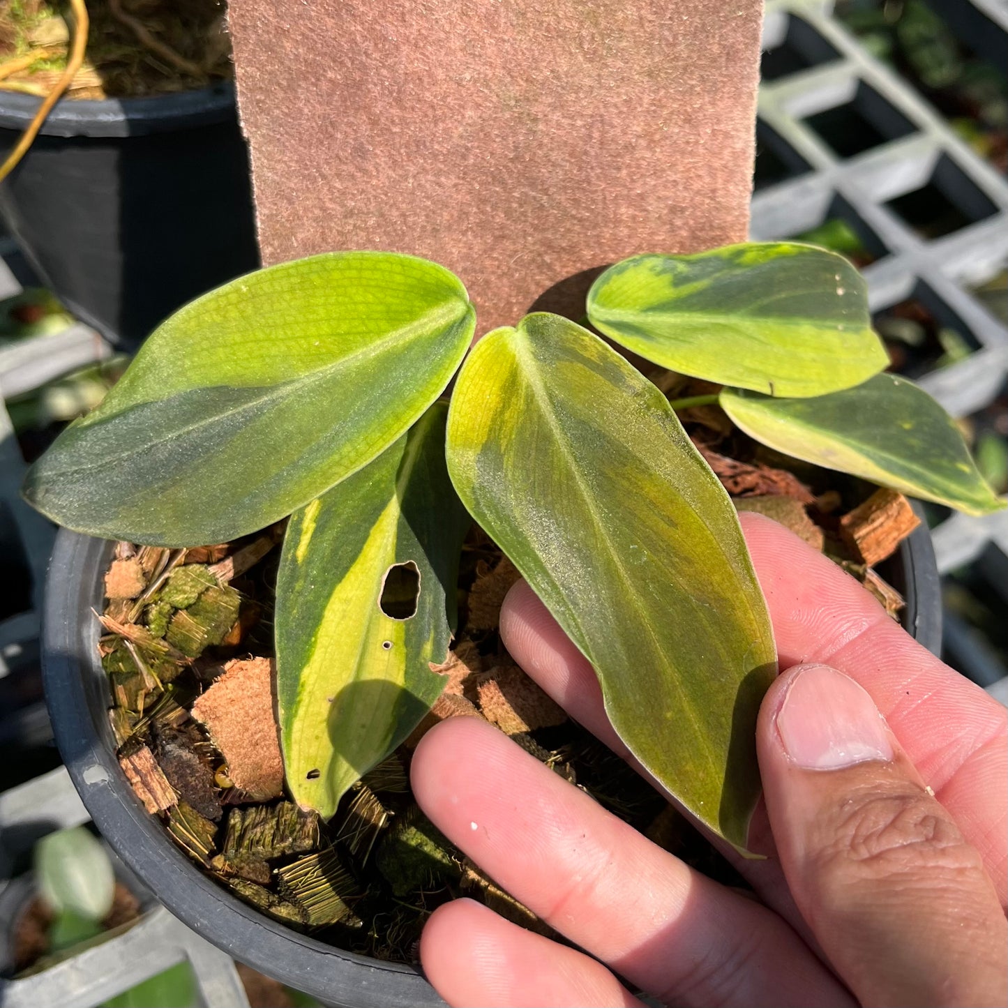 Philodendron Gigas Variegated - Exact Plant (P036)