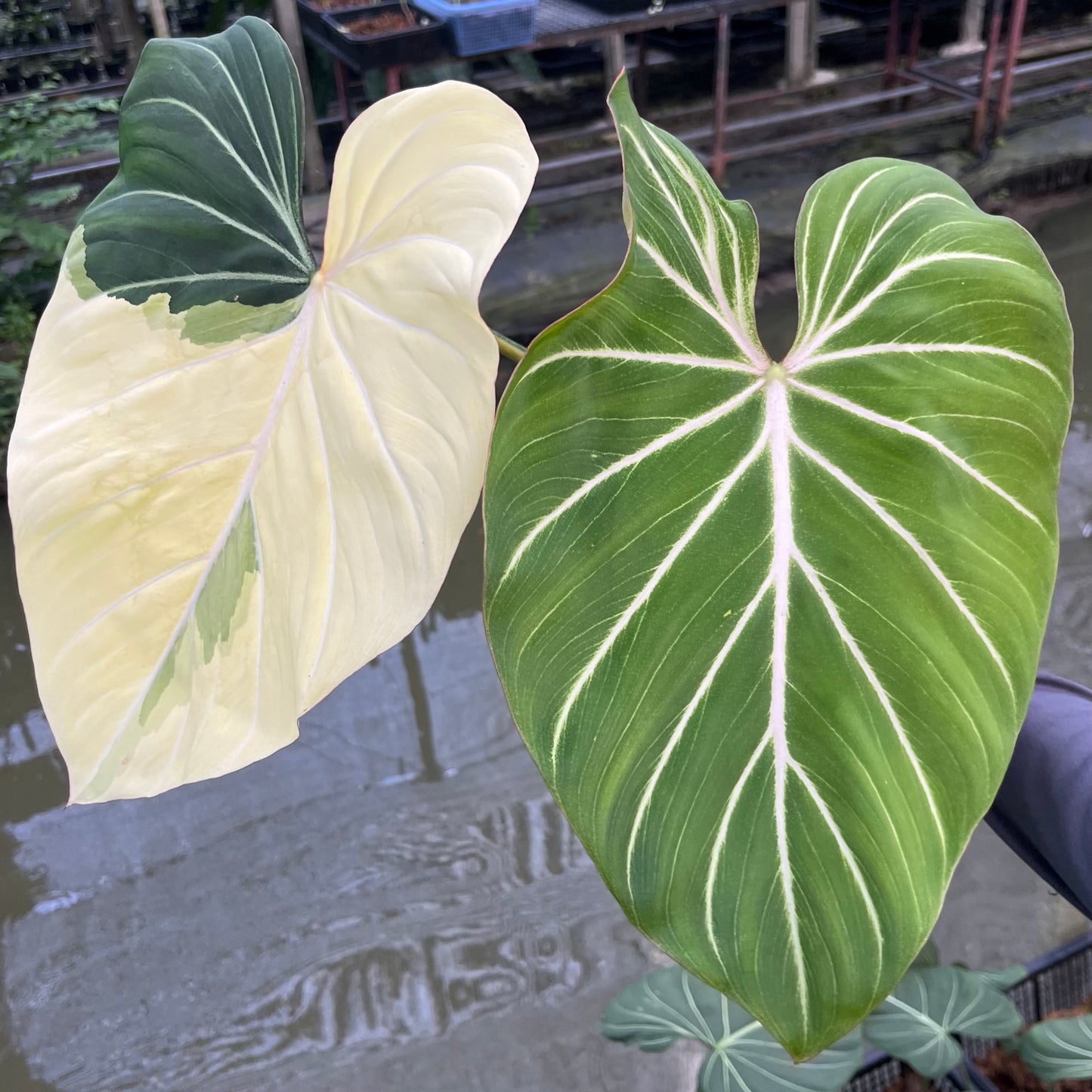 Philodendron Gloriosum with striking sectoral variegation on large, heart-shaped leaves