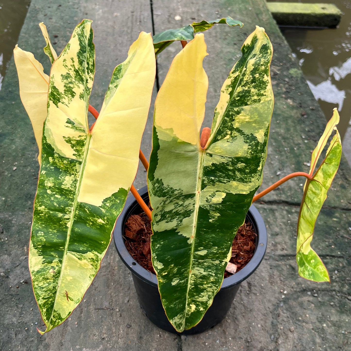 Philodendron Billietiae Variegated - Exact Plant - 5 Beautiful Variegated Leaves